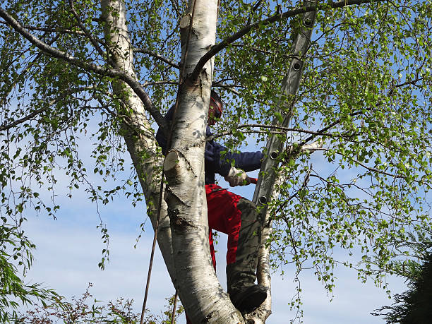 Best Tree and Shrub Care  in Weslaco, TX